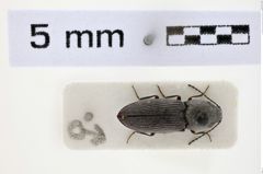 Foto (Dorsalansicht) von Paracardiophorus musculus (Erichson, 1840) (NHMW-ZOO-COL-0007086)